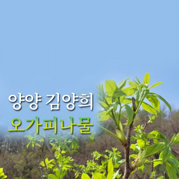 양양더팜 오가피나물 1kg/2kg